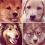 Perro lindo - Razas de perros icon