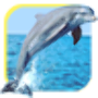 Oceans Elf: Dolphins