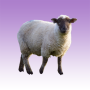 Sheep sounds