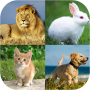 Animal quiz - Animal matching icon