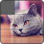 Jigsaw Puzzle: Cute Animals