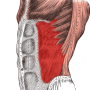 Anatomia: Atlas dos Músculos icon