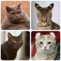 Cat Breeds Quiz - Game about C