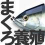 [マグロ育成ゲーム] まぐろ養殖