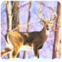 Deer Frontline Shooter 2016