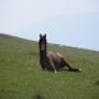 Virtual Realidad Horse Sim icon