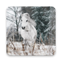Fonds décran Poney: Amateurs de chevaux équins icon
