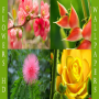 Papel de parede flores HD icon