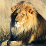 Cecil's Revenge: Save the Lion