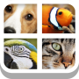 Close Up Animals - Kids Games