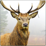 Deer Hunting 3D Sniper Shooter