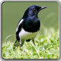 Canto de los pájaros (All Varians Bird) icon