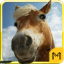 Horse Breeds & Pony Quiz HD