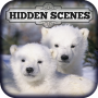 Hidden Scenes - Polar Bears