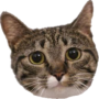 Cat Teaser icon