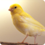 Sonidos de pájaros canarios icon