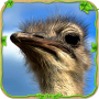 Furious Ostrich Simulator