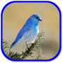 Oiseaux Sons icon