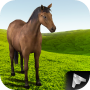 Horse School 3D