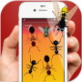 Ants in Phone Insect Crush