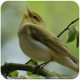 Pájaros de Masteran completos icon