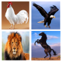 Son animal Bangla icon