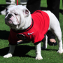 Dawg Talk icon