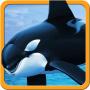 Hungry Killer Orca Whale 3D