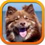 Las razas de los perros беспл. icon