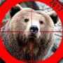 BEAR HUNTING 2015